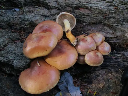 Brick Cap (Hypholoma lateritium), photo