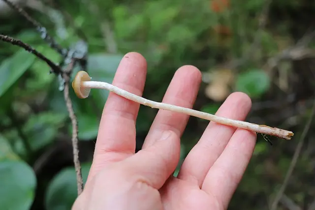 Olive Brownie (Hypholoma myosotis), photo