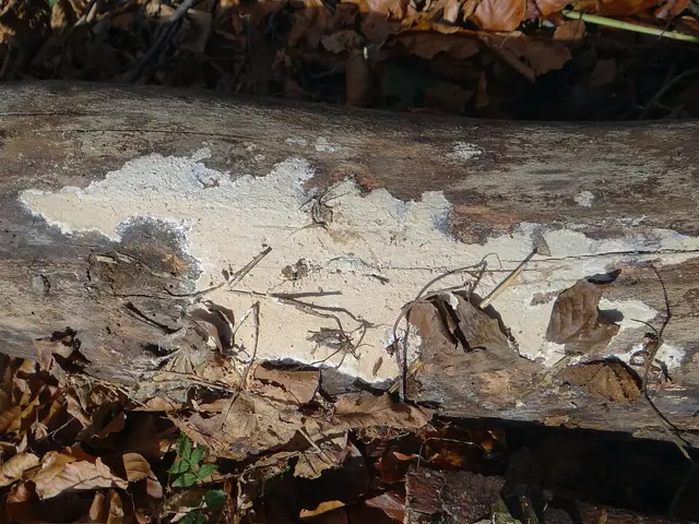 Silky Webcrust (Hypochnicium bombycinum), photo