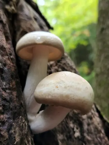Beech Mushroom (Hypsizygus tessulatus), photo