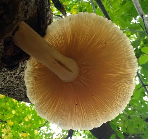 Elm Leech (Hypsizygus ulmarius), photo
