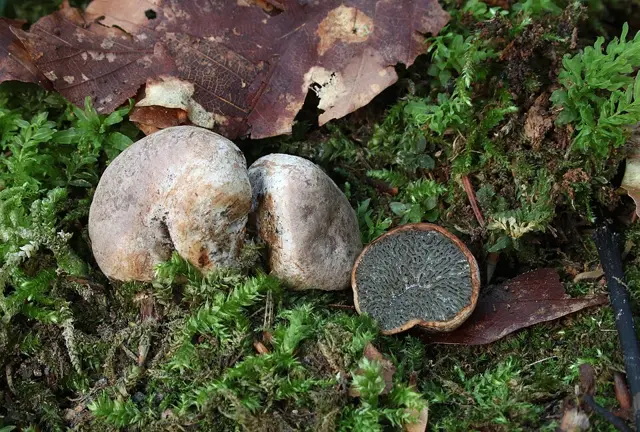 Hysterangium stoloniferum (Hysterangium stoloniferum), photo