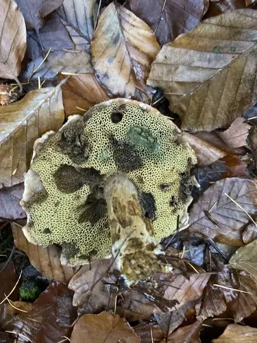 Bay Bolete (Imleria badia), photo