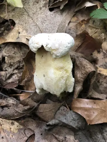 Pallid Bolete (Imleria pallida), photo