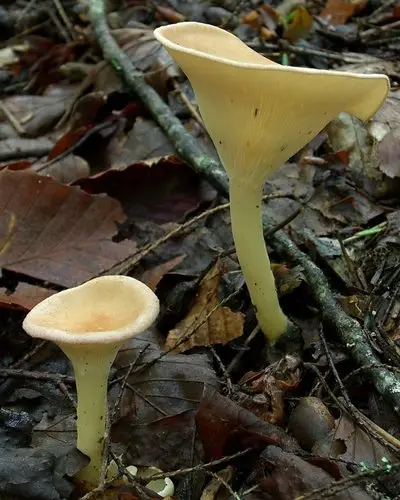 Common Funnel (Infundibulicybe gibba), photo