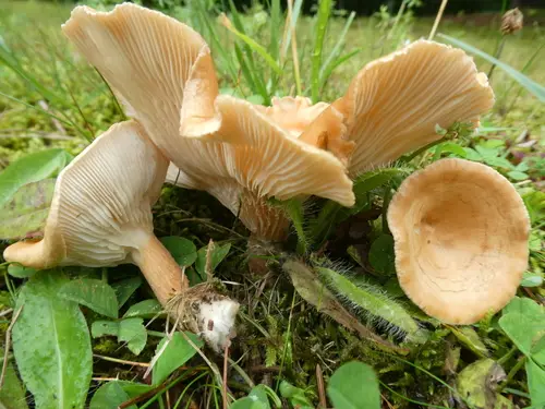 Infundibulicybe squamulosa (Infundibulicybe squamulosa), photo