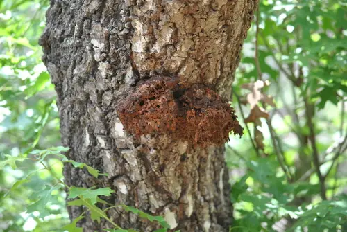 Inocutis dryophila (Inocutis dryophila), photo