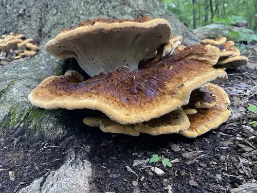 Inocutis ludoviciana (Inocutis ludoviciana), photo