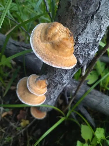 Inocutis rheades (Inocutis rheades), photo