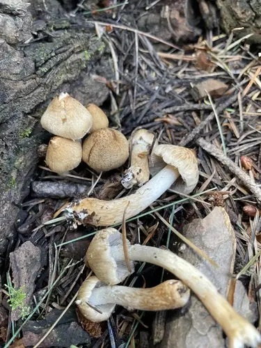 Inocybe agglutinata (Inocybe agglutinata), photo