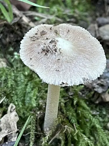 Inocybe albodisca (Inocybe albodisca), photo