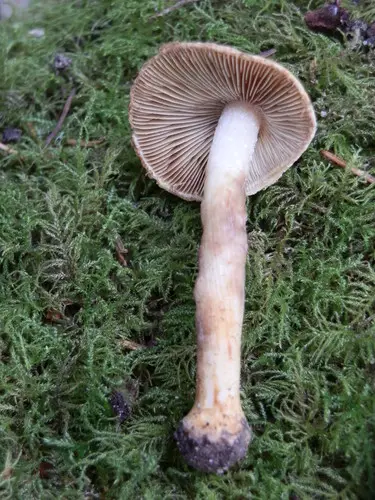 Inocybe assimilata (Inocybe assimilata), photo