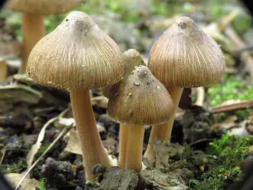 Star Fibrecap (Inocybe asterospora), photo