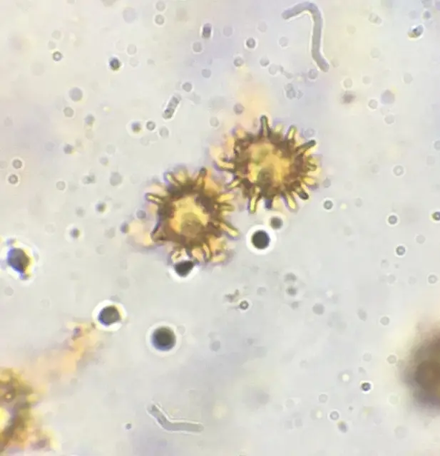 Inocybe calospora (Inocybe calospora), photo