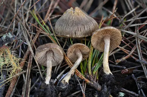 Collared Fibrecap (Inocybe cincinnata), photo