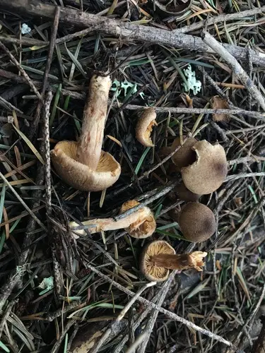 Cinnamon Fiberhead (Inocybe cinnamomea), photo
