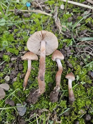 Inocybe curvipes (Inocybe curvipes), photo