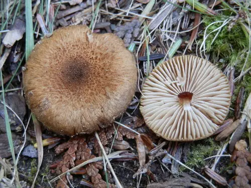 Inocybe dulcamara (Inocybe dulcamara), photo
