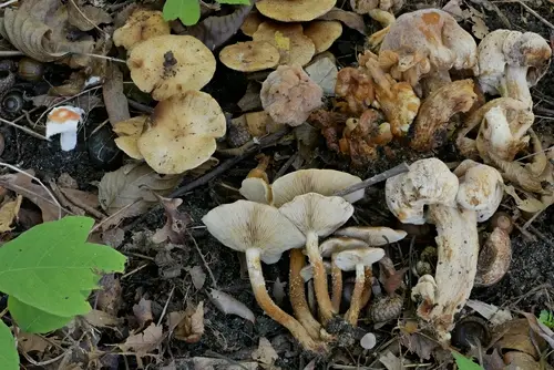 Inocybe dulciolens (Inocybe dulciolens), photo