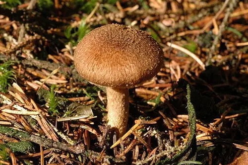 Fleecy Fibrecap (Inocybe flocculosa), photo