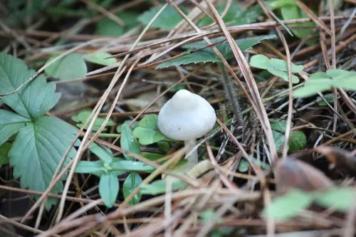 White Fibrecap (Inocybe geophylla), photo