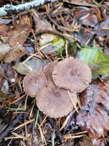Lilac Leg Fibrecap (Inocybe griseolilacina), photo