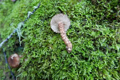 Scaly Fibrecap (Inocybe hystrix), photo