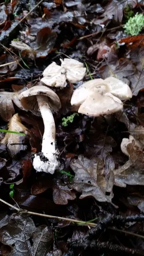 Inocybe insinuata (Inocybe insinuata), photo