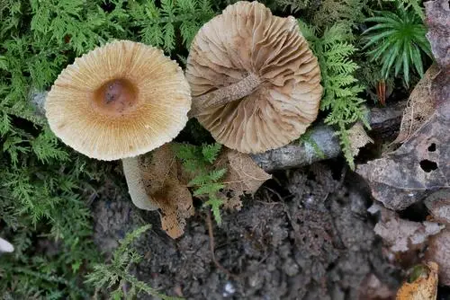 Inocybe intricata (Inocybe intricata), photo