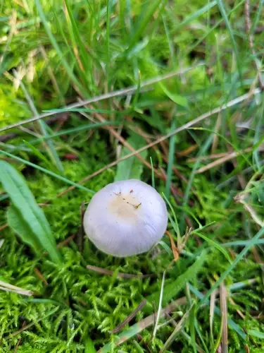 Inocybe ionocephala (Inocybe ionocephala), photo