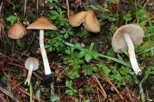 Inocybe kauffmanii (Inocybe kauffmanii), photo