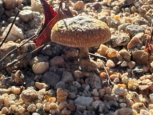 Torn Fibrecap (Inocybe lacera), photo