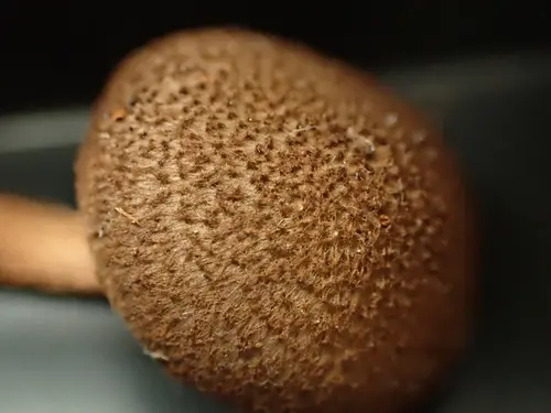 Woolly Fibrecap (Inocybe lanuginosa), photo