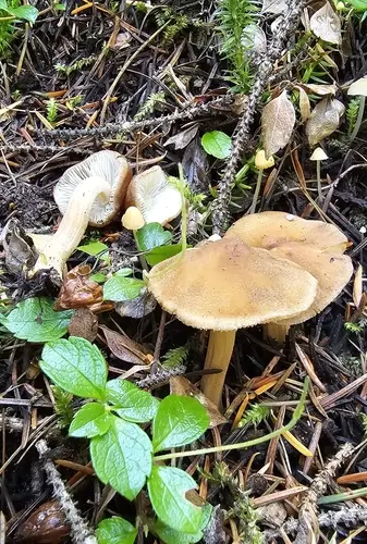 Inocybe leiocephala (Inocybe leiocephala), photo
