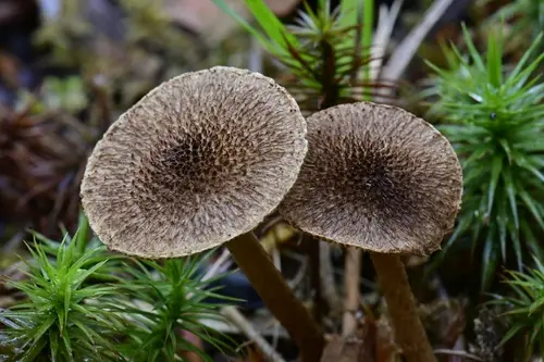 Inocybe leptophylla (Inocybe leptophylla), photo