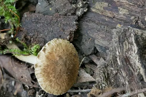 Inocybe luteifolia (Inocybe luteifolia), photo