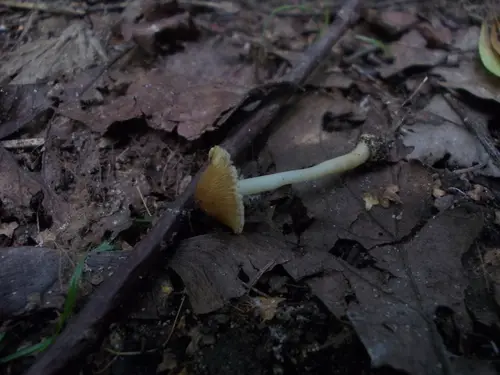Inocybe mixtilis (Inocybe mixtilis), photo