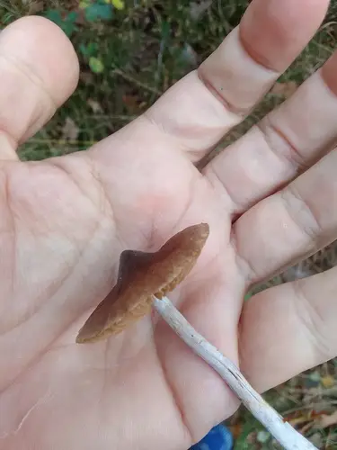 Bulbous Fibrecap (Inocybe napipes), photo
