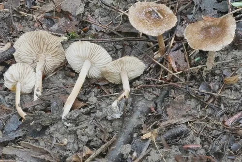 Inocybe nemorosa (Inocybe nemorosa), photo