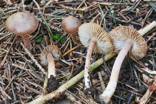 Inocybe nitidiuscula (Inocybe nitidiuscula), photo