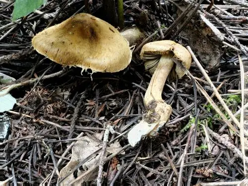 Inocybe olympiana (Inocybe olympiana), photo