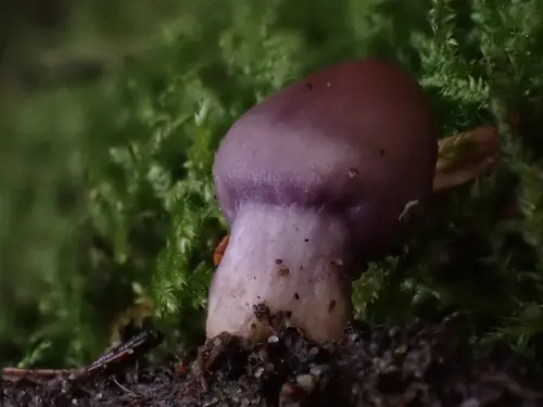 Inocybe pallidicremea (Inocybe pallidicremea), photo
