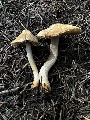 Inocybe picrosma (Inocybe picrosma), photo