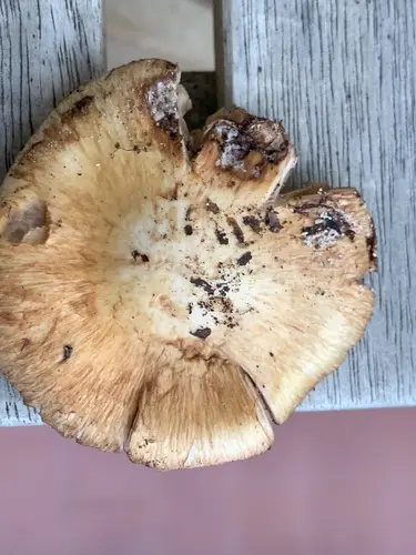 Inocybe pyriodora (Inocybe pyriodora), photo