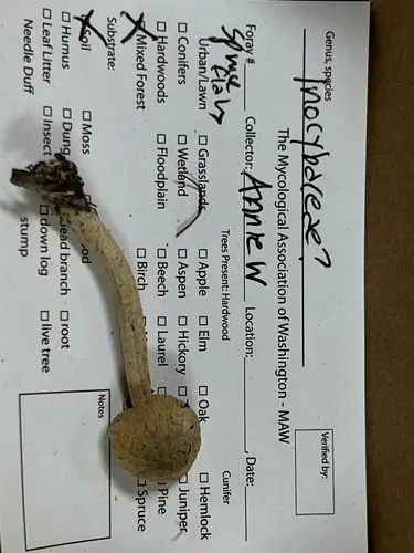Beige Fibrecap (Inocybe sindonia), photo
