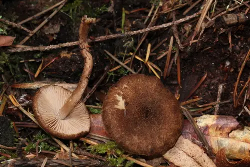 Woolly Fibrecap (Inocybe stellatospora), photo