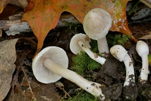 Inocybe subdestricta (Inocybe subdestricta), photo
