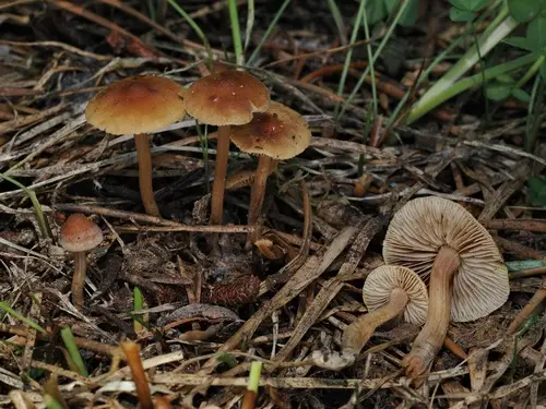Inocybe subexilis (Inocybe subexilis), photo
