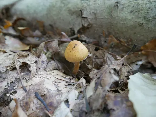 Inocybe subochracea (Inocybe subochracea), photo