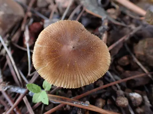 Inocybe subradiata (Inocybe subradiata), photo